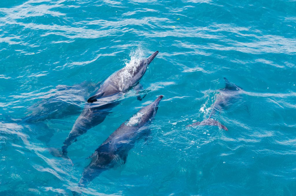 archipelago of Fernando de Noronha Brazil, natural paradise located in the Atlantic Ocean