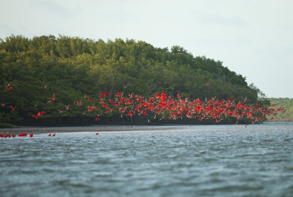 Revoada dos guarás Delta do Parnaíba